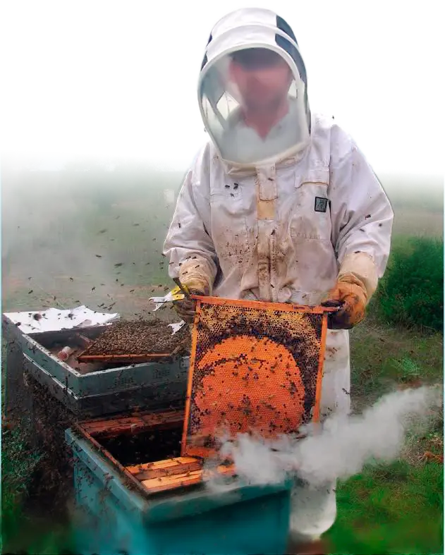 Apicultor